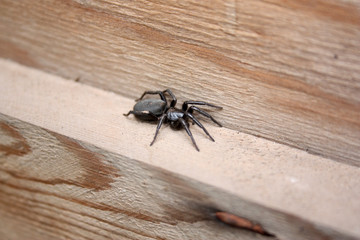 scary black spider on a wooden board