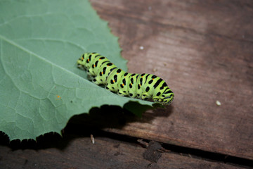 green caterpillar on a leaf