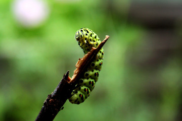 green caterpillar on a branch