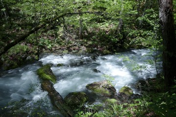 Fototapeta premium 《新緑の奥入瀬渓流》青森県十和田市