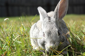 rabbit in grass