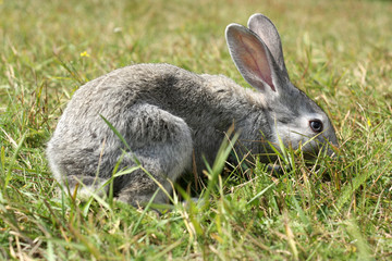rabbit in the grass