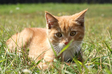 Fototapeta na wymiar portrait little ginger kitten in the grass