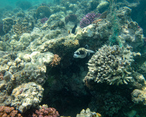 sea fish near coral, underwater