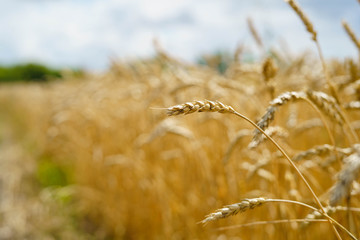 Golden wheat spikes backlit with natural sunlight. Macro with shallow dof