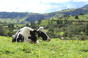 campo colombiano