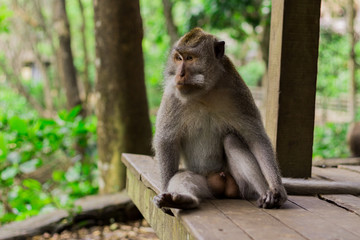 Gray monkey sitting on wooden platform