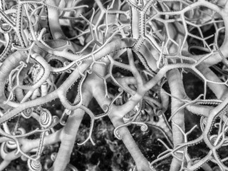 Basket star (Astrospartus mediterraneus) in Mediterranean Sea, Italy