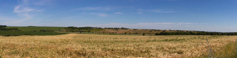 Fototapeta na wymiar A field of ripe wheat at the foot of a small mountain. Panoramic shot of a field.