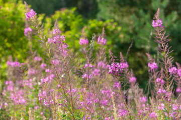 Blumen Pflanzen im Sommer am Wegesrand