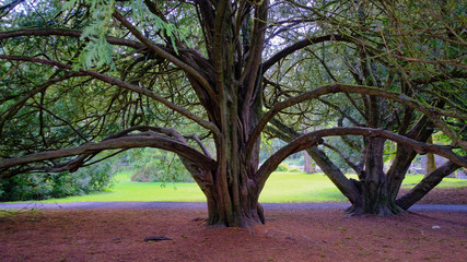 Irland Baum