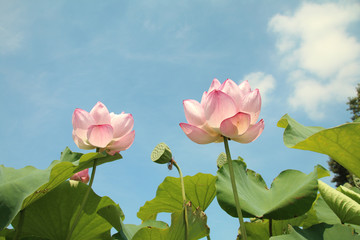 Obraz premium 蓮の花
