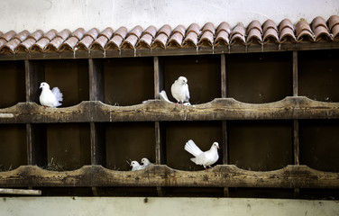 Doves in dovecote