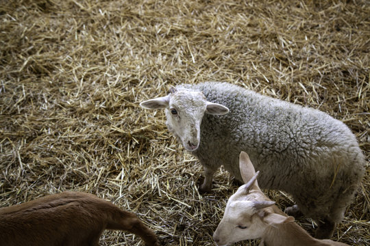 Lambs and sheep farm