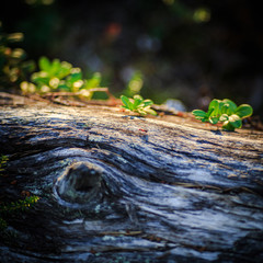 ameise auf baumstamm