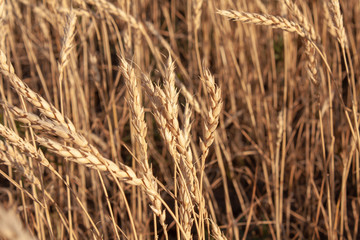 ears of wheat in the field at sunset