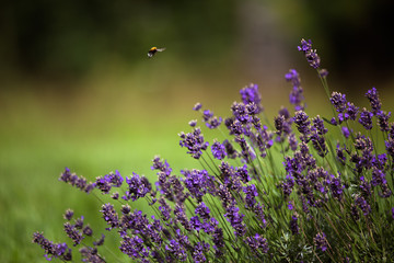 biene und lavendel