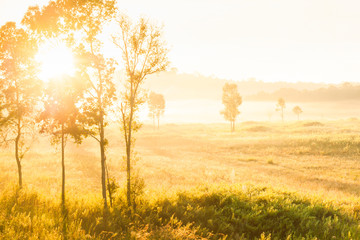 Fototapeta na wymiar Glowing sunrise shines onto the mist and golden grassland.