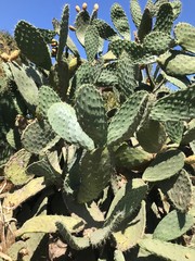 Big cactus over blue sky