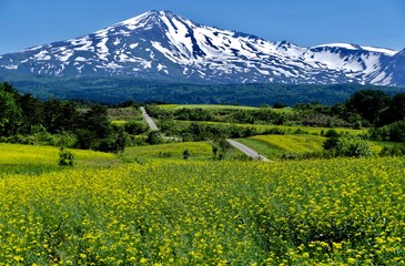 《桃野の菜の花畑》秋田県由利本荘市