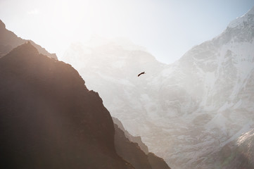 Himalayan hawk soaring in the mountains at sunrise. Himalayas, Khumbu valley, Everest region, Nepal