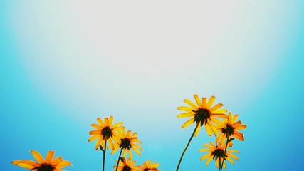 Summer scene. A daisy flowers will bloom in the garden under a blue sky