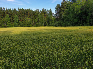 Green wheat field as crops for agriculture purposes near forest during summer.