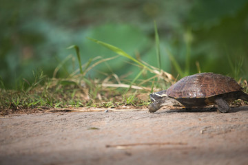 The little turtle is walking on a concrete road