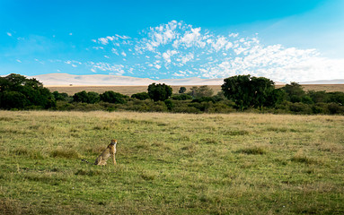 Wild animals in the savannah of Africa, strolling through the Serengeti National Park in northern Tanzania