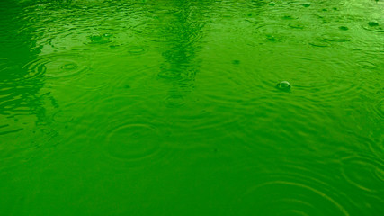 Bubbles and circles from the rain on the water surface of the greenish dawn
