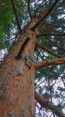 Trunk of large pine bark patterns, branches and green needles