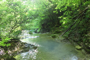Naklejka na ściany i meble mountain river in the forest