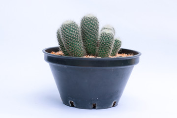 cactus in a pot isolated on white background