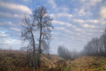 foggy autumn morning