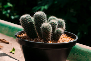 cactus in pot