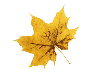 yellow maple leaf isolated on white background