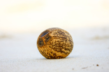 coconuts on sand on the beach