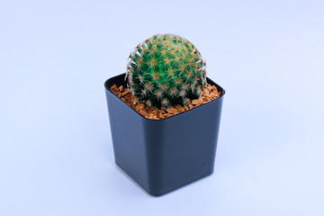 cactus in pot  on white background