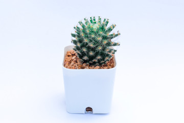 cactus in pot  on white background