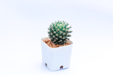 cactus in pot  on white background