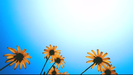 Summer scene. A daisy flowers will bloom in the garden under a blue sky 