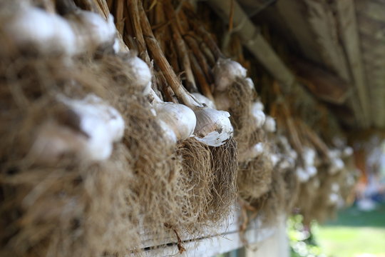 White Garlic In Bunches Dried Under The Roof Of A Farmhouse. Organic Product Is Widely Used In Various Kitchen Countries And Medicine. Image Of Healthy Food Vitamin Spices. Selective Focus.