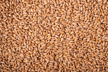 Wheat seeds grains texture, macro, close up, top view