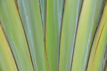 Traveller's Palm or Ravenala Madagascariensis close up as background.