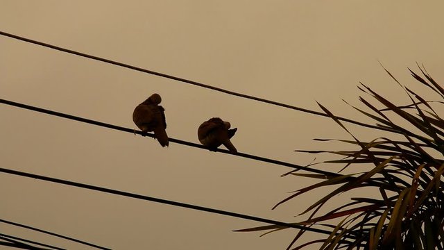 Birds  holding on the wire , Chiangmai Thailand