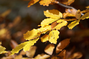 autumn beech leaves on tree