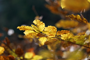 autumn beech leaves on tree