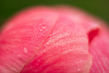 Morning dewdrops on the petals of a pink Peany flowering plant.