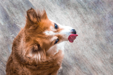 Portrait of a red dog close up on gray background. Dog shows tongue. The dog is licked.