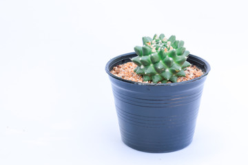 cactus in pot